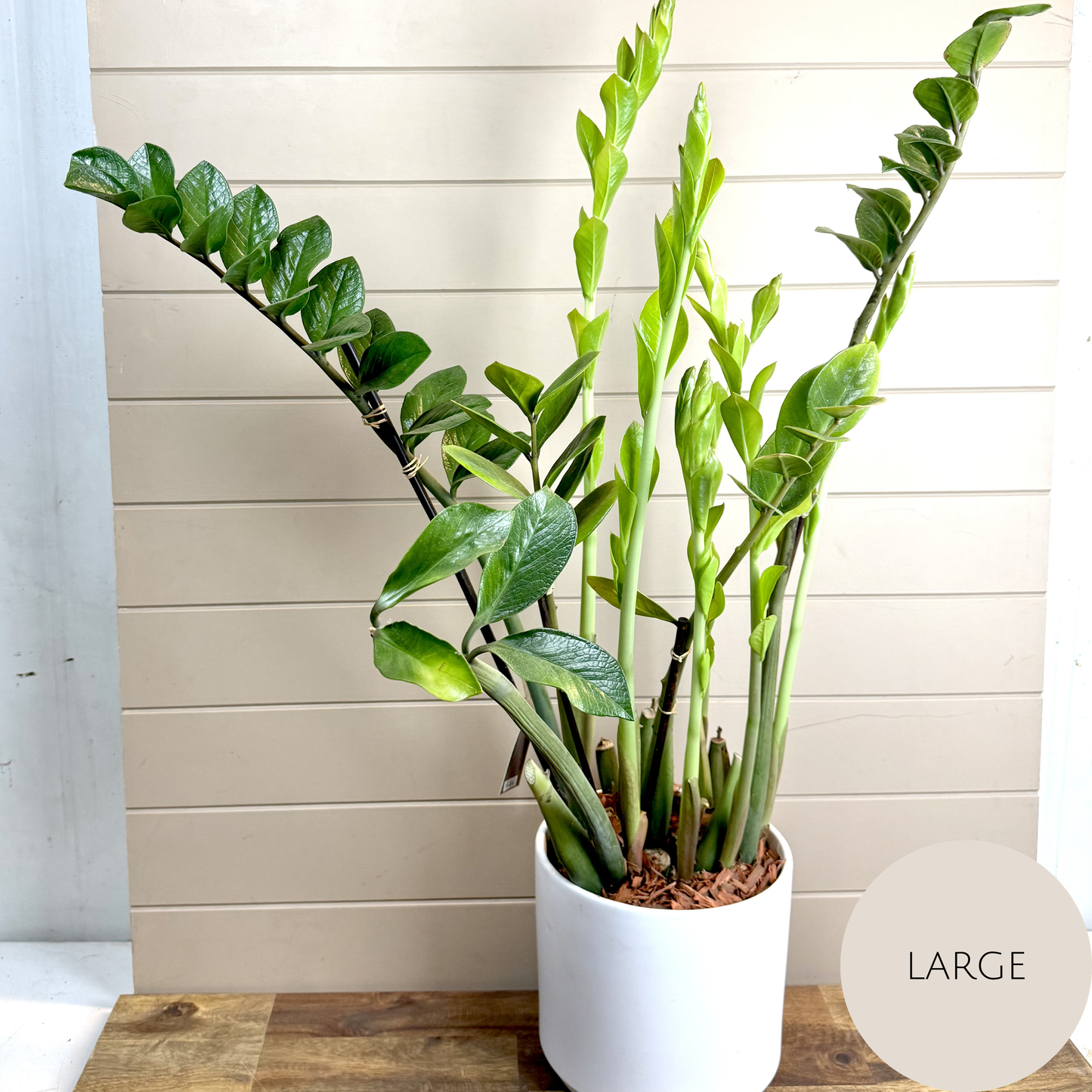Zanzibar Plant