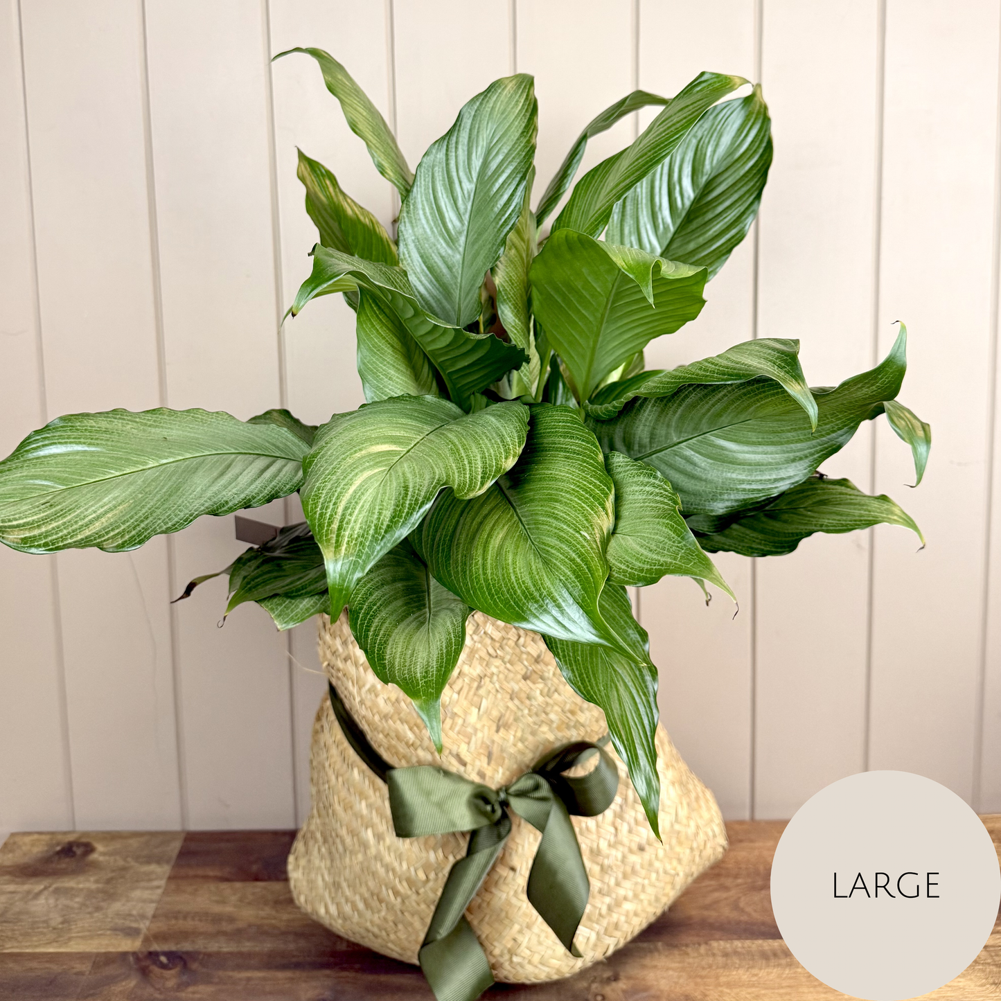 Peace Lily Plant