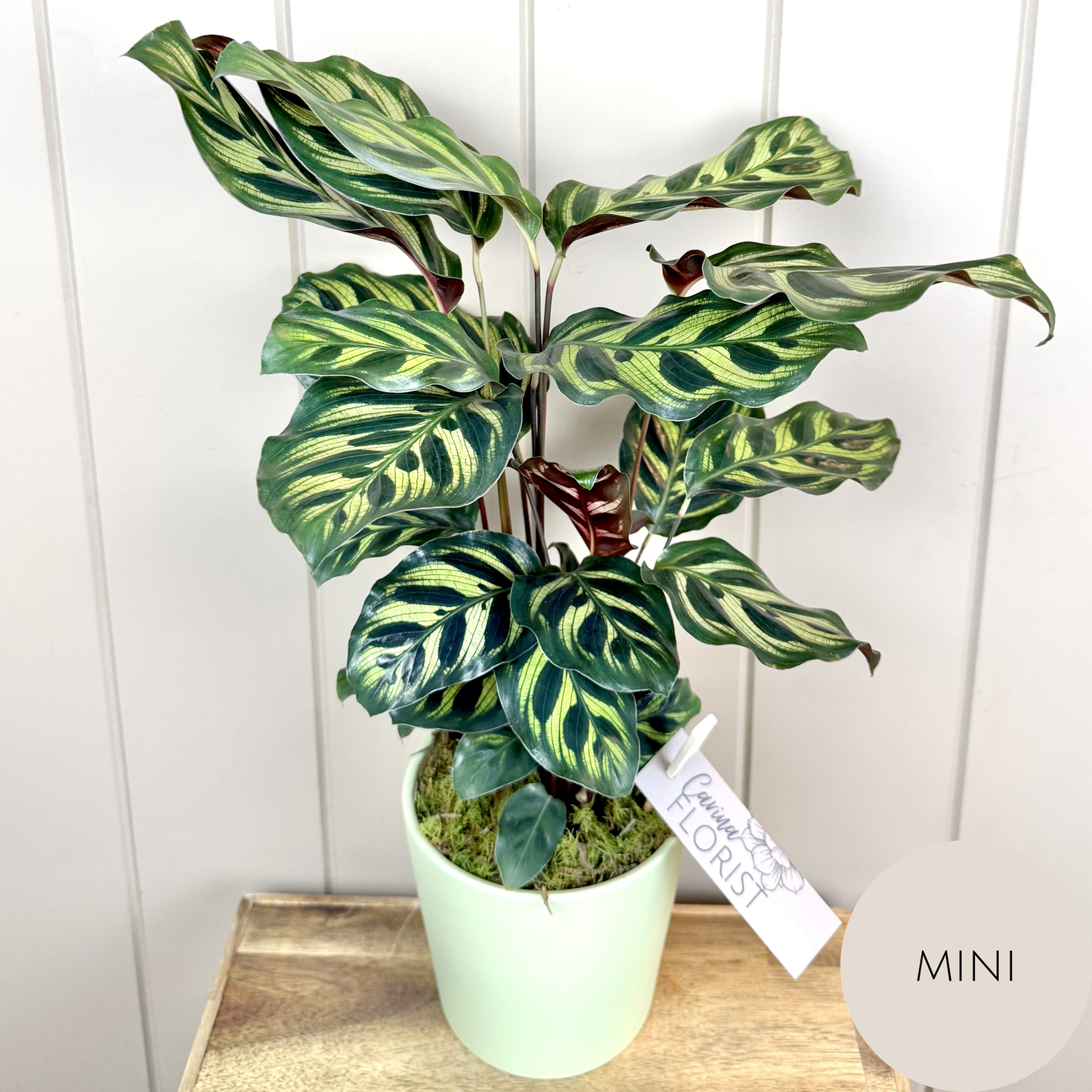 Calathea Plant