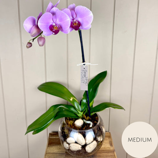 Phalaenopsis Orchid Plant