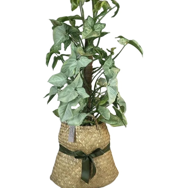 Syngonium Plant