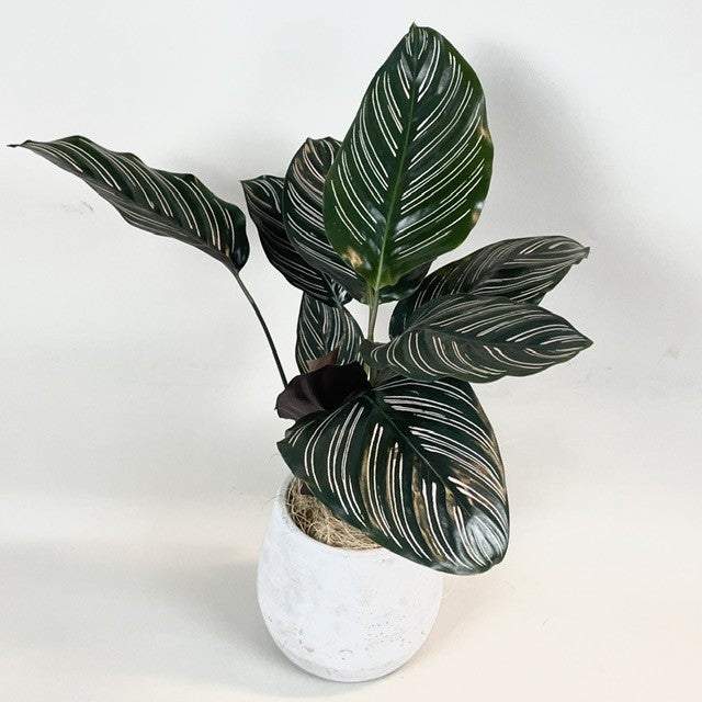 Calathea Plant