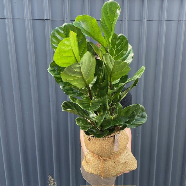 Fiddle Leaf Ficus Plant