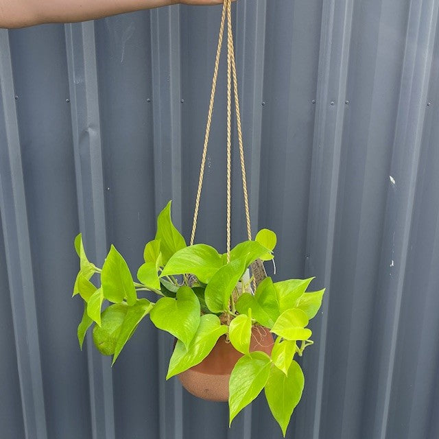 Devils Ivy - Pothos Plant