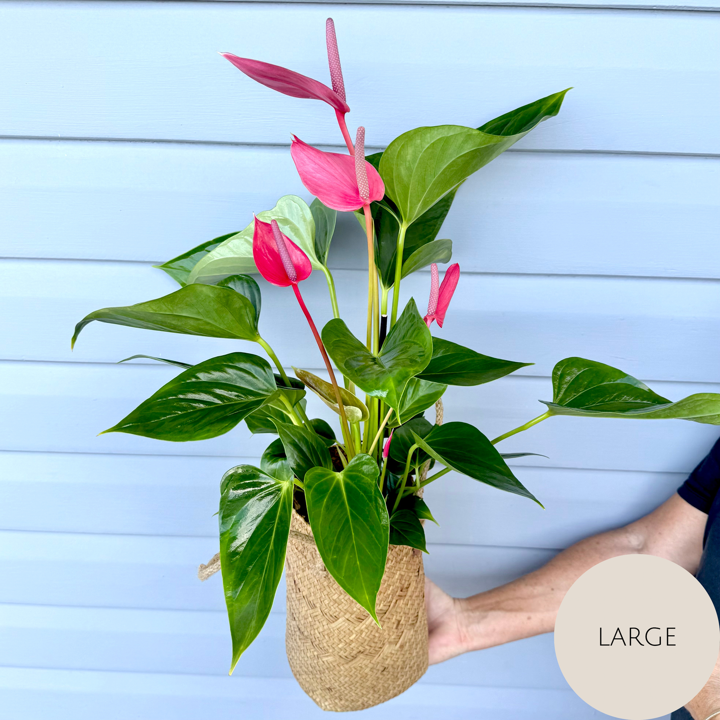 Anthurium Plant
