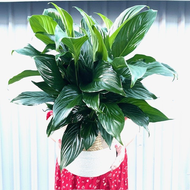 Peace Lily Plant