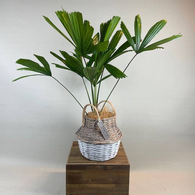 Lady Palm Plant