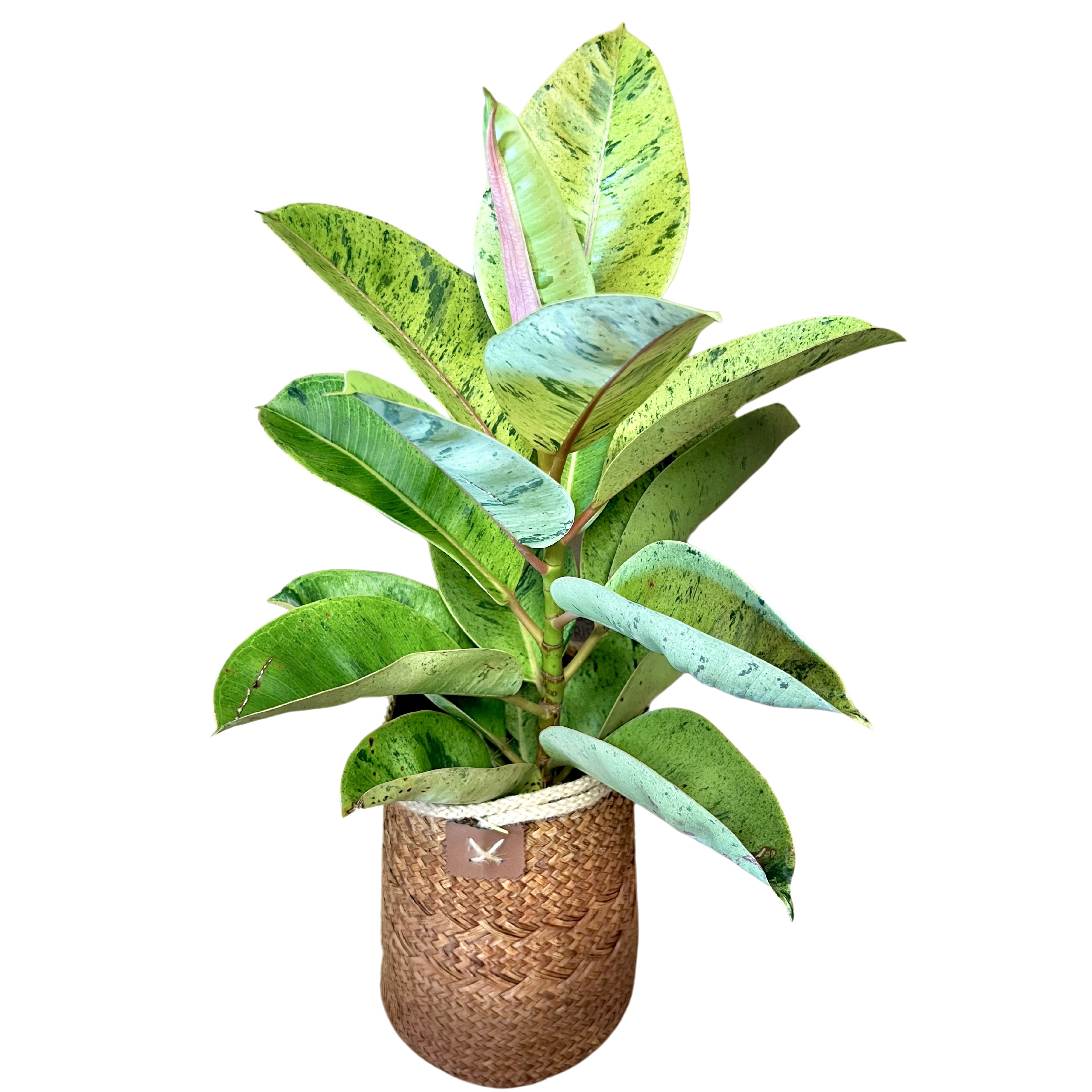Rubber Tree Plant - Small