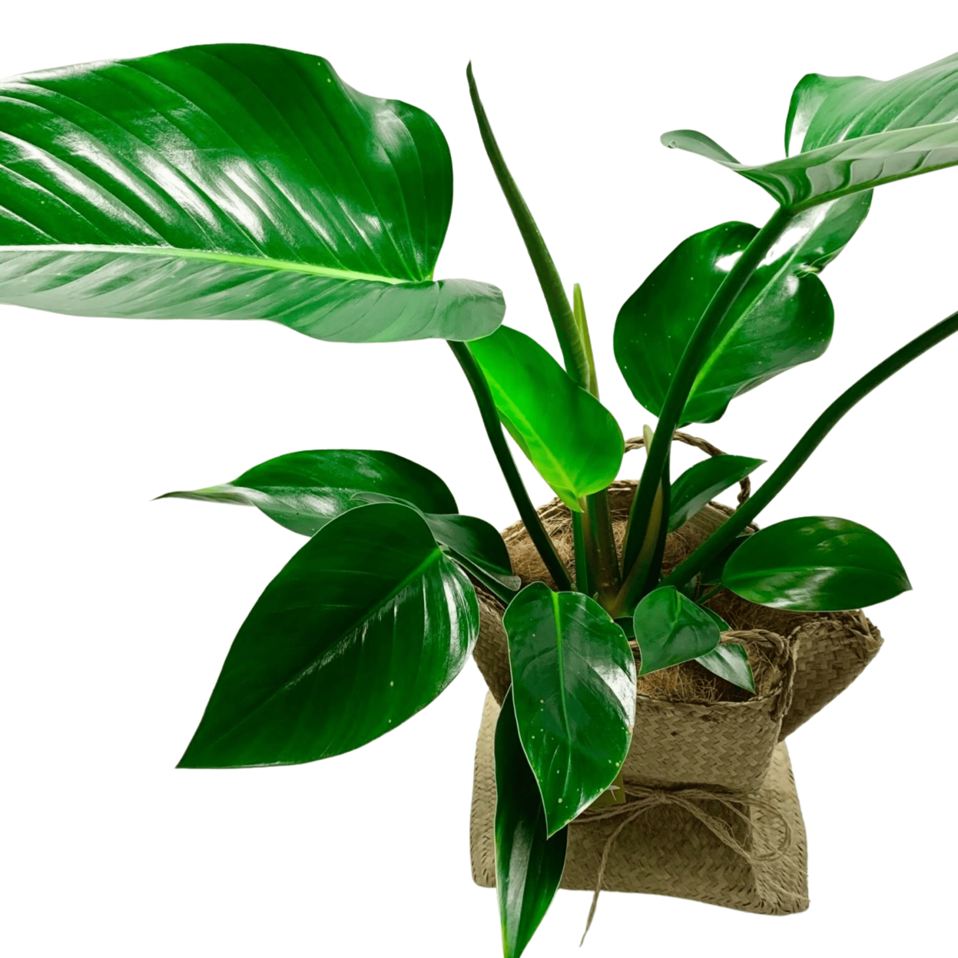 Philodendron Tropical Plant - Large