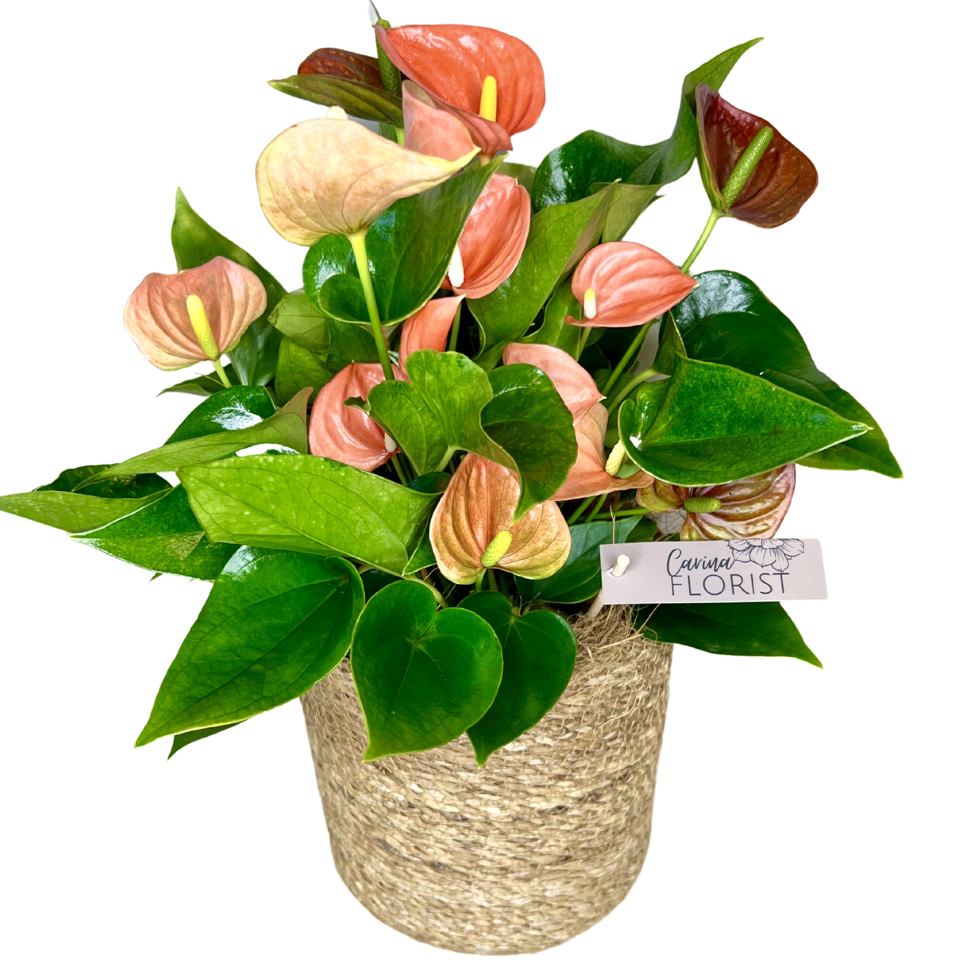 Anthurium Plant in Woven Basket - Large