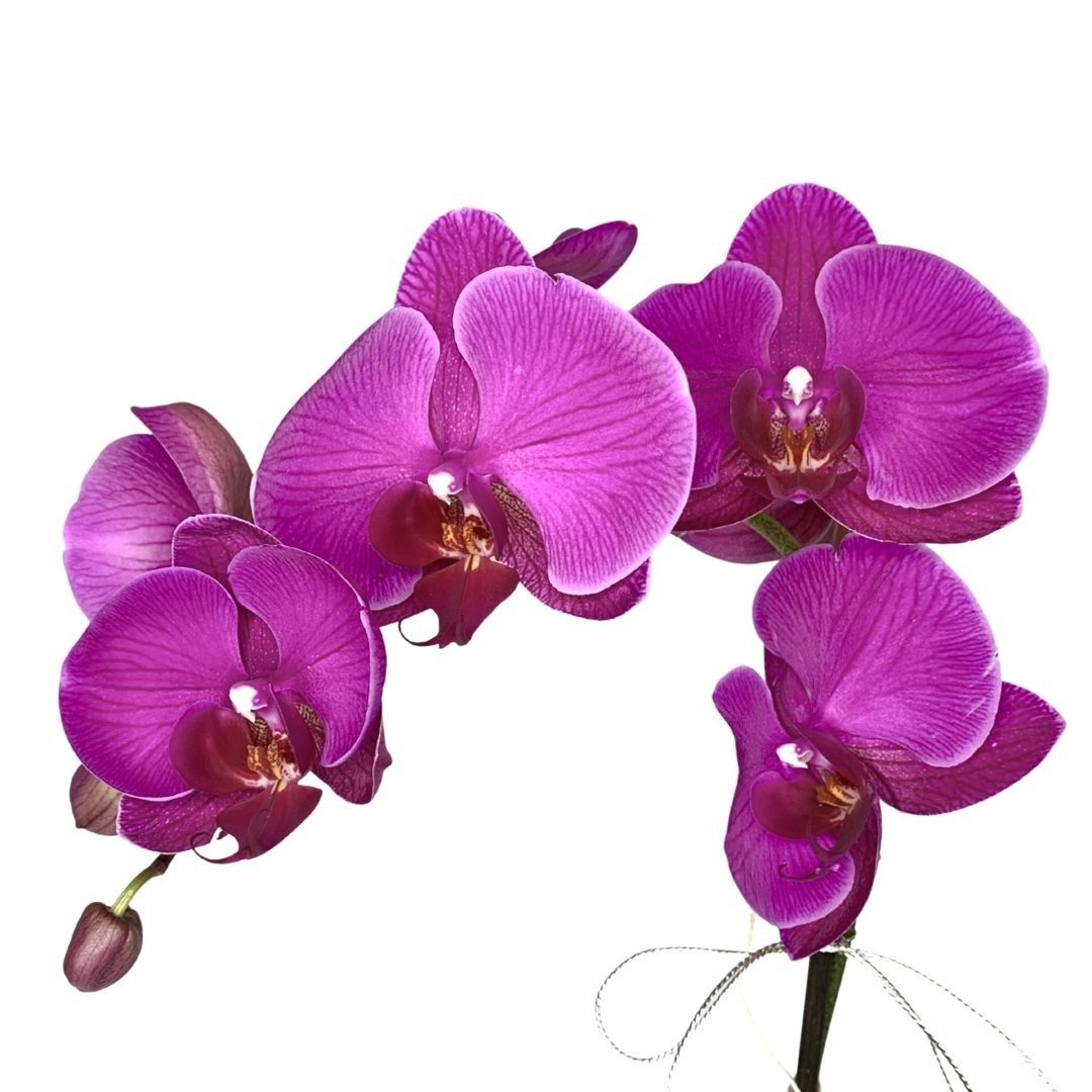 Phalaenopsis Orchid Plant - Mauve