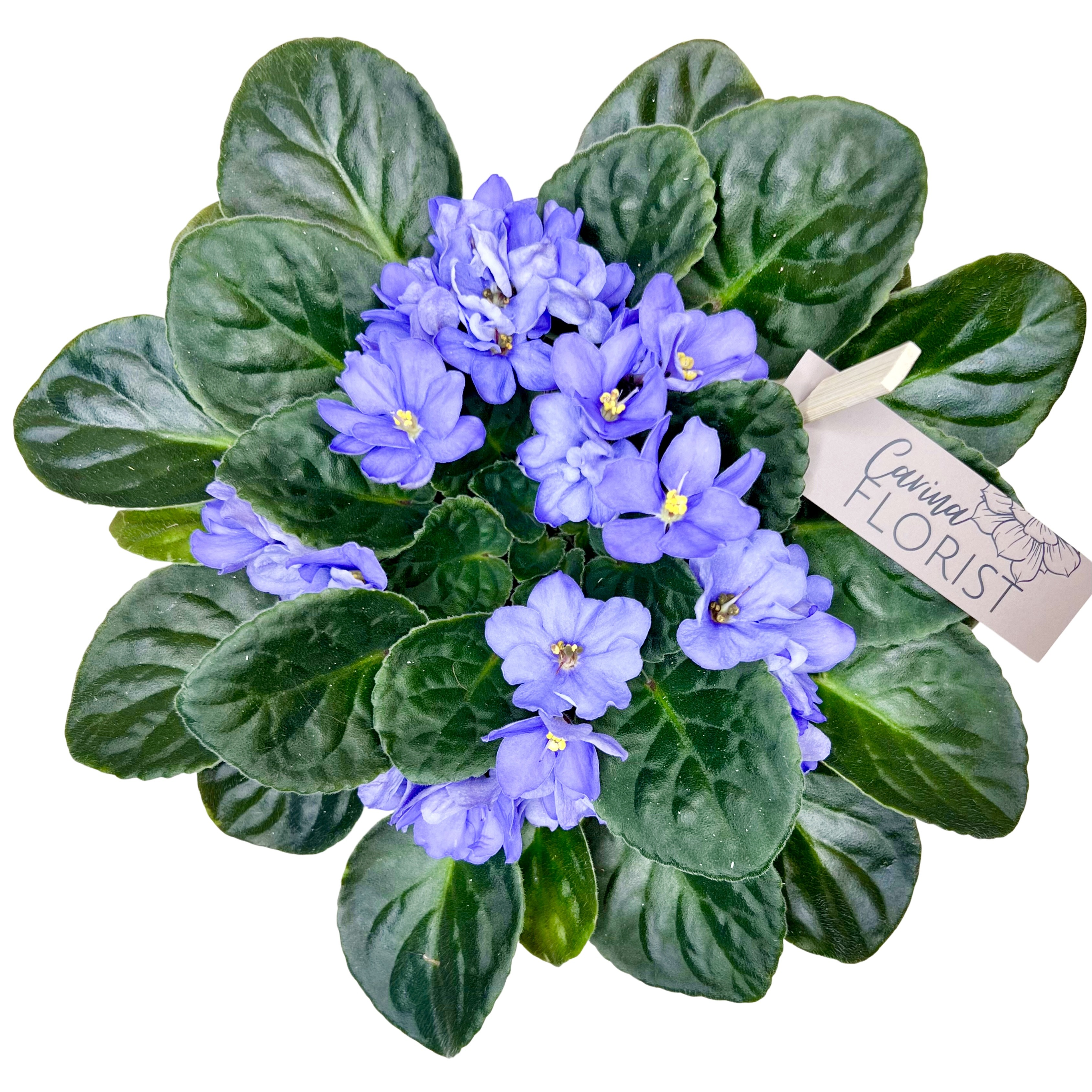 Mother's African Violet Plant - Multicoloured