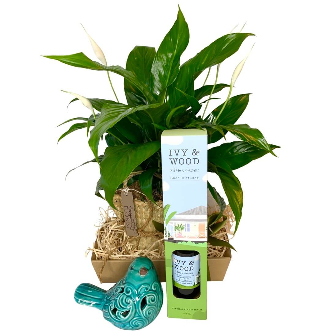 Gift Pack - Plant Paradise