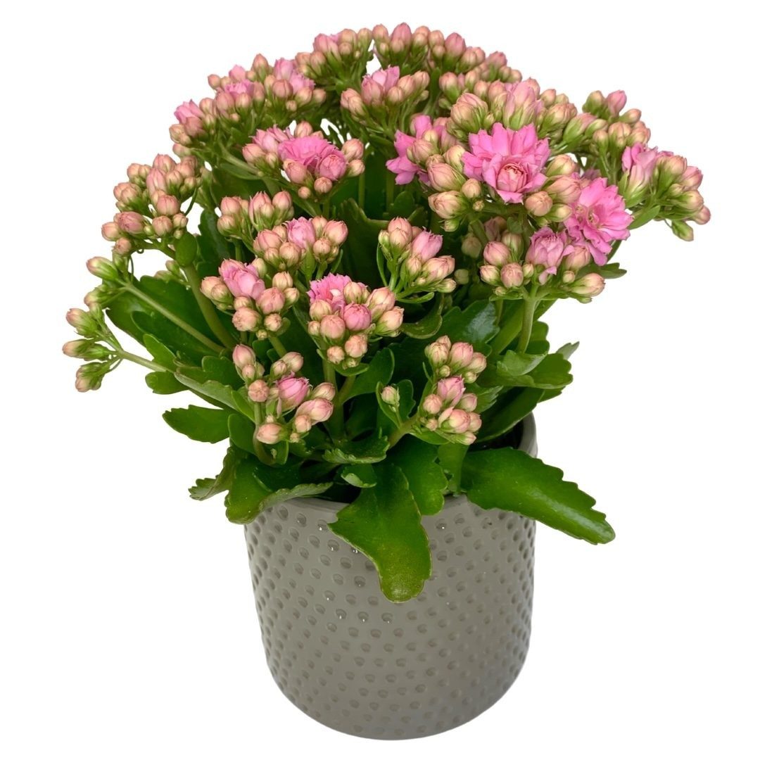 Mother's Flowering Kalanchoe Plant