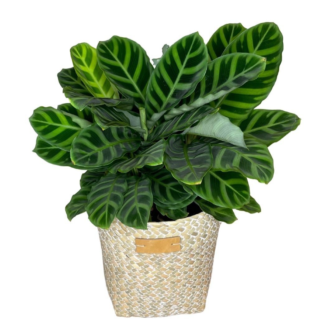 Calathea Plant - Zebrina