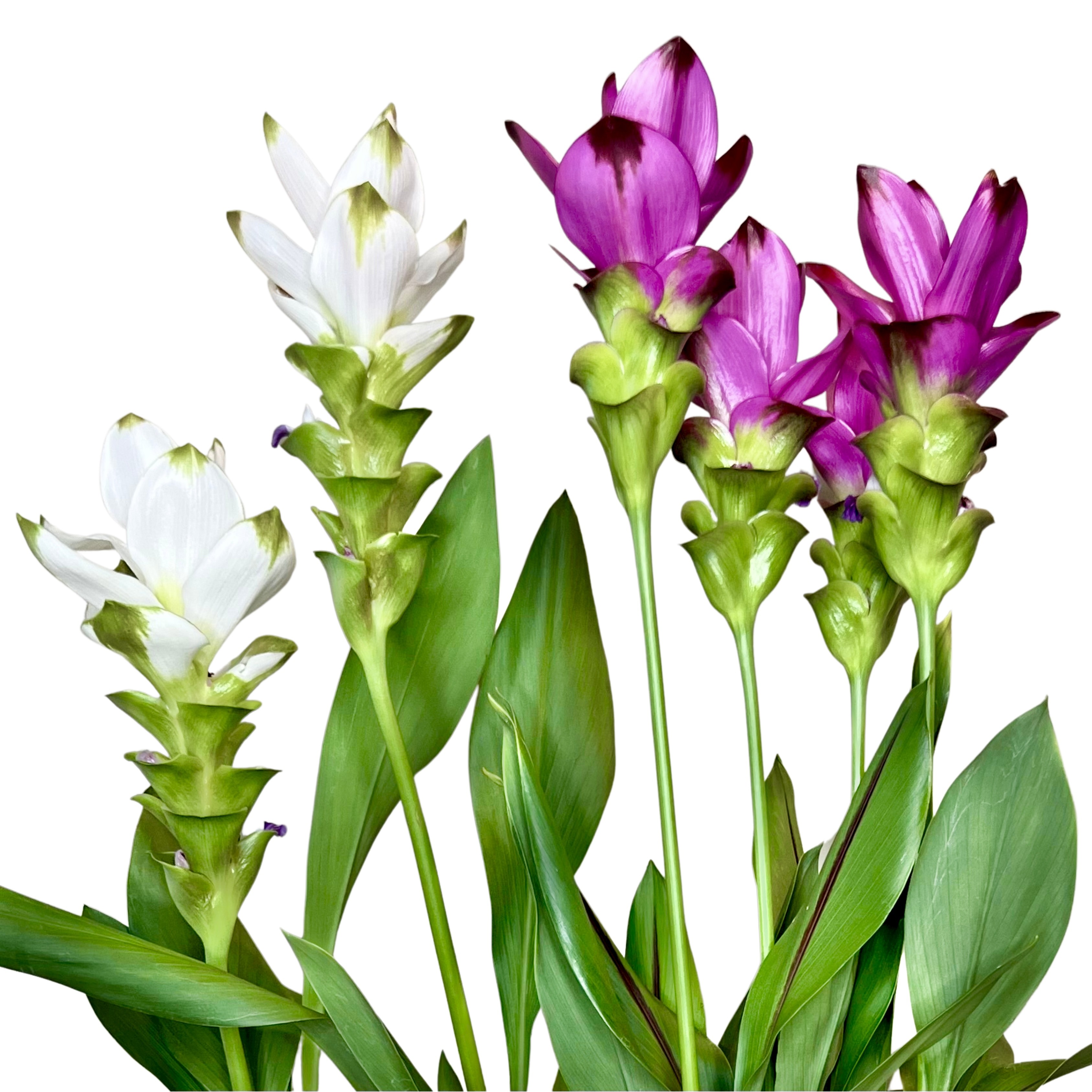 Siam Tulip Plant - Magenta