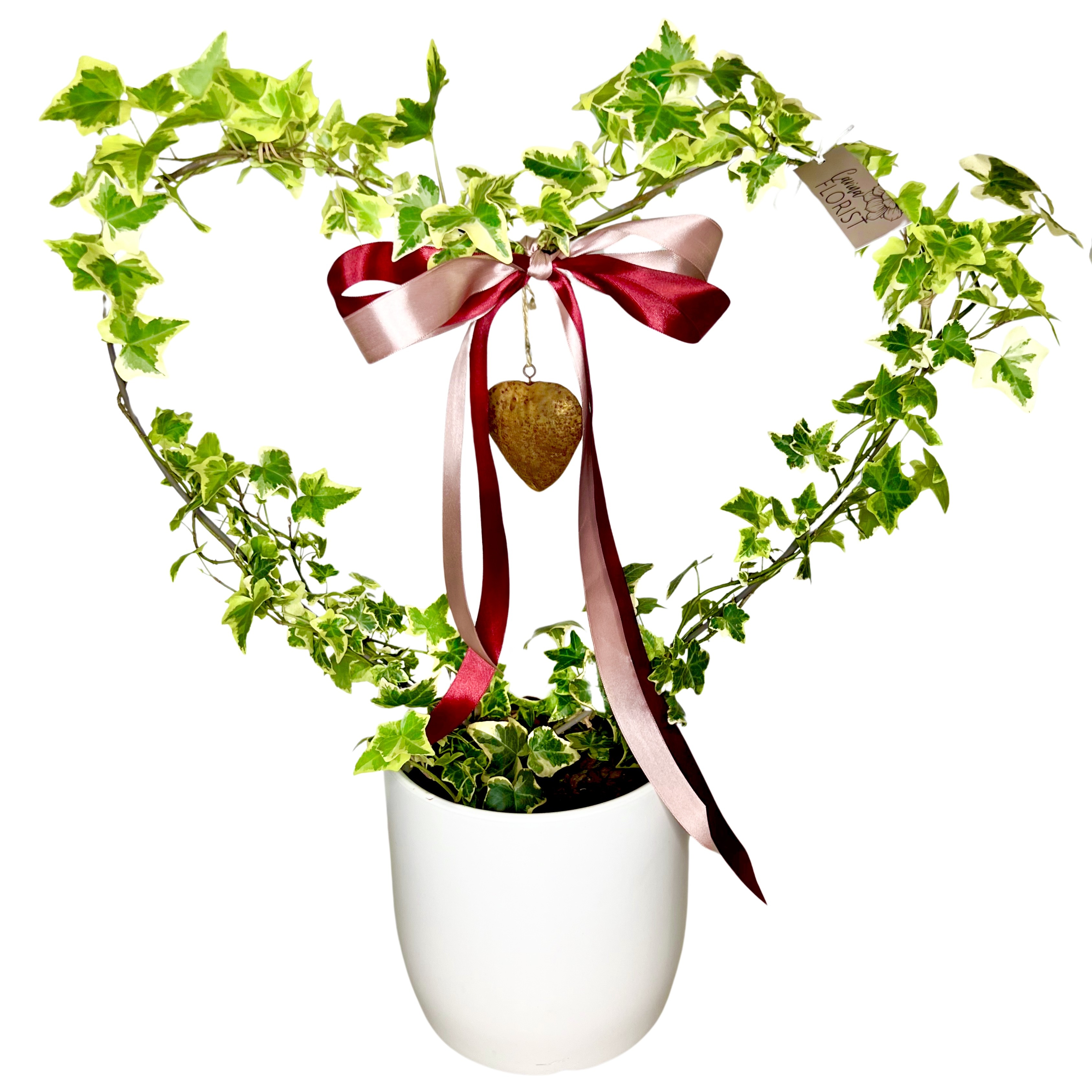 Heart Shaped Ivy Plant