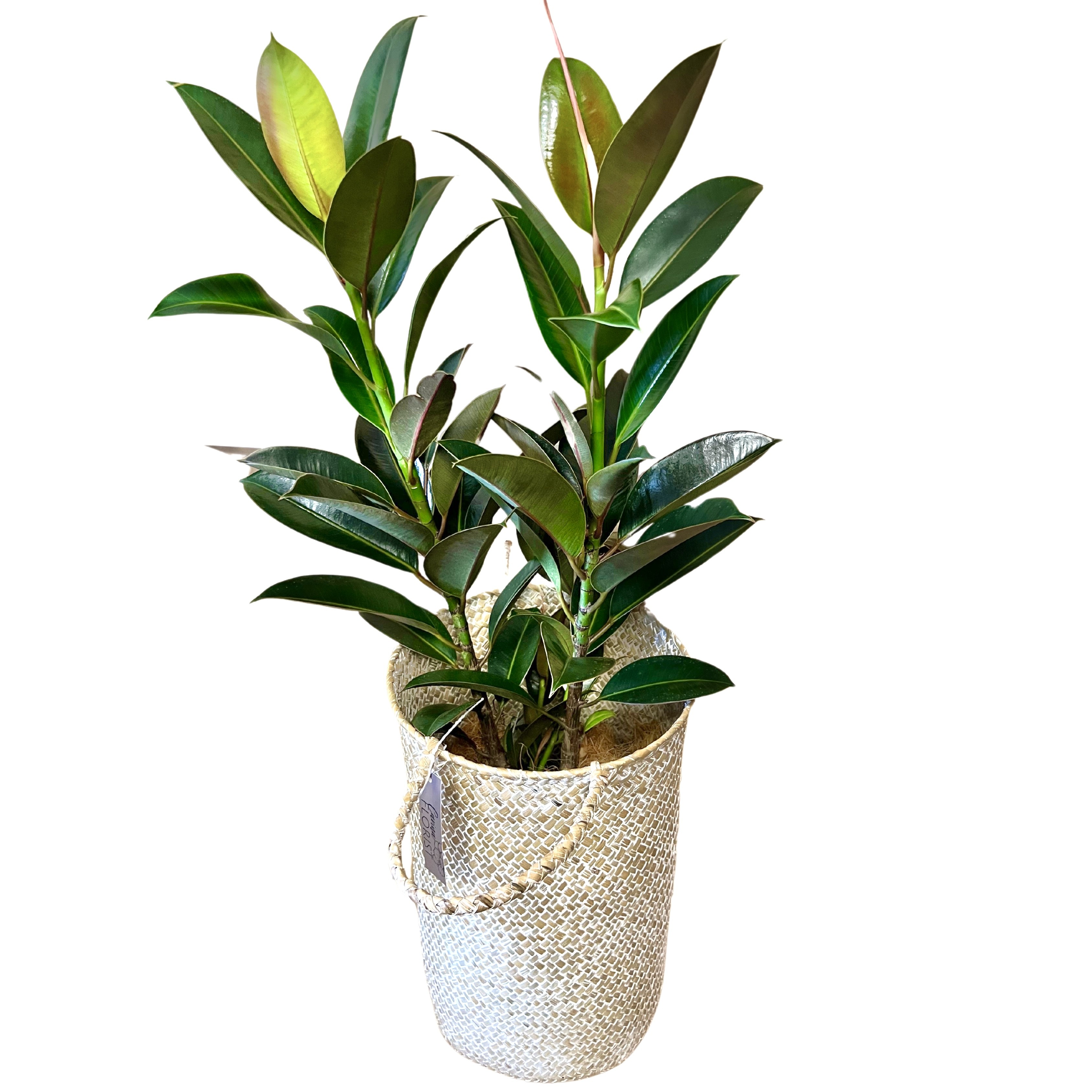 Rubber Tree Plant - Large